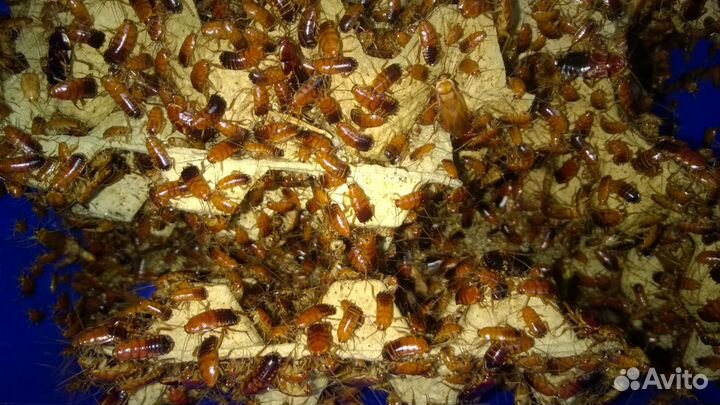 Туркменские тараканы