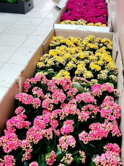 Каланхоэ цветущий