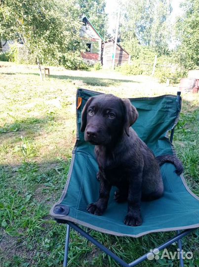 Щенки лабрадора