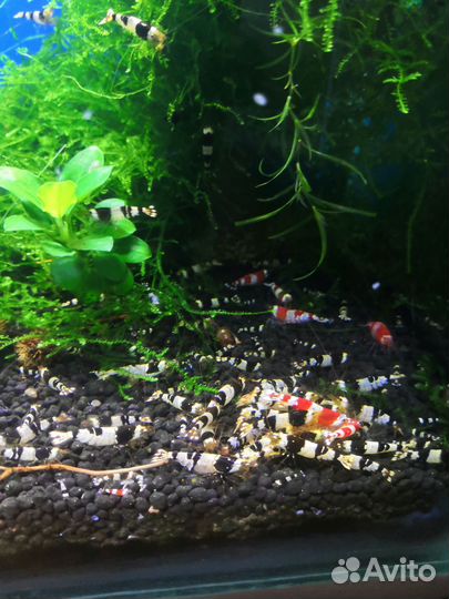 Криветки каридина