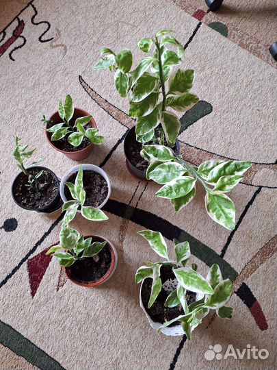 Педилантус, Колеус