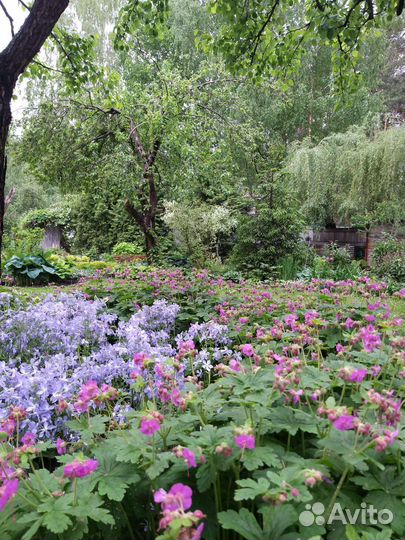 Герань садовая многолетняя