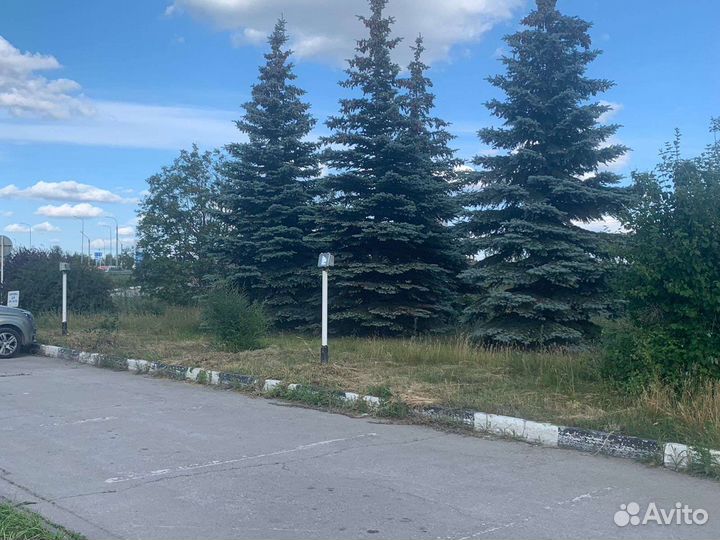 Голубые ели