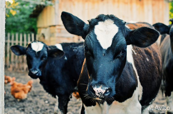 Продажа коров