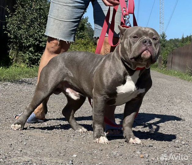 Ам булли кобель вязка