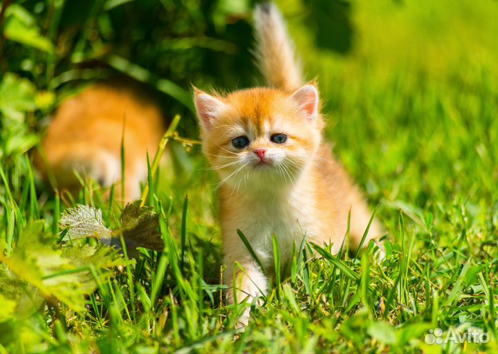 Золотая девочка