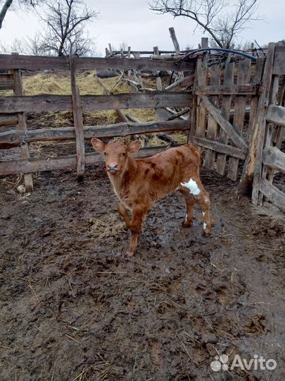 Две тёлочки 10 дней