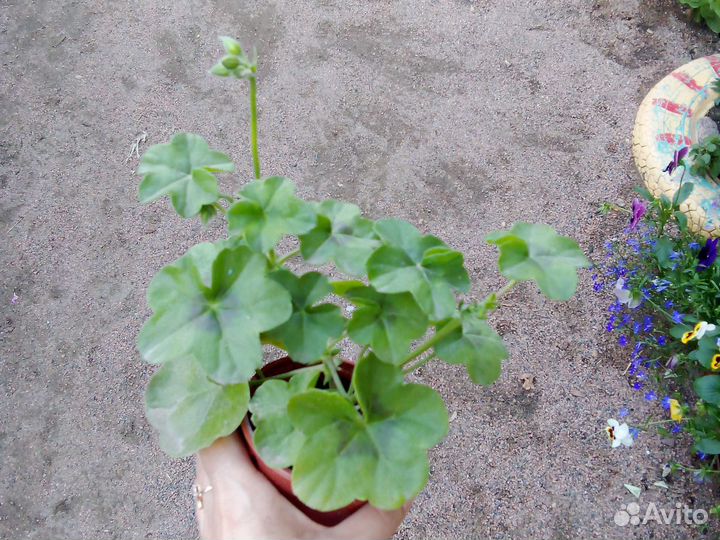 Комнатные цветы