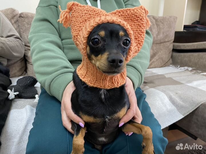 Шапка для собак