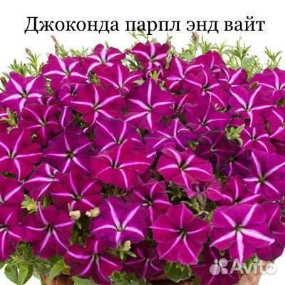 Пеларгонии