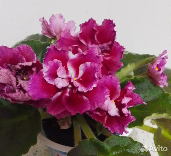 Сортовые фиалки цветущие