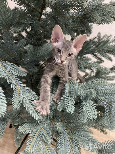 Донской сфинкс велюр