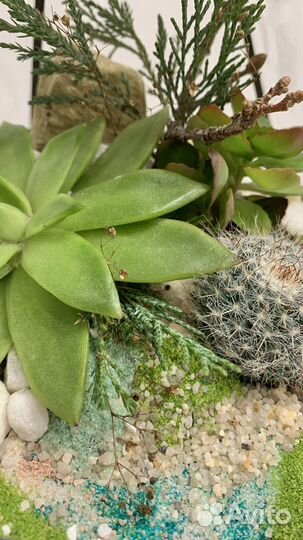 Флорариум с эхеверией