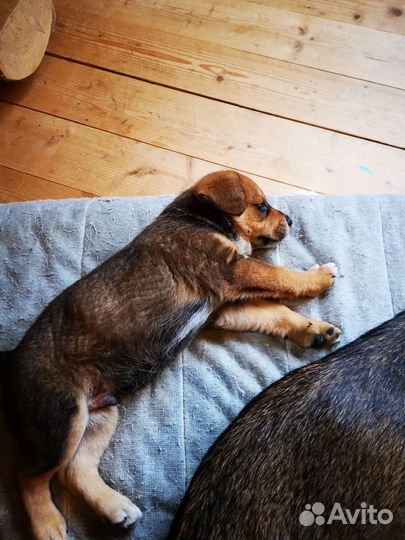 Продаю щенков