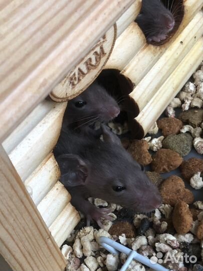 Крысы дамбо девочки