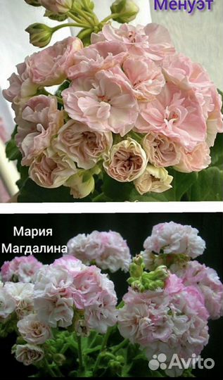 Пеларгония герань