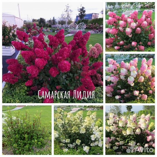 Самые красивые гортензии - карлики (2)