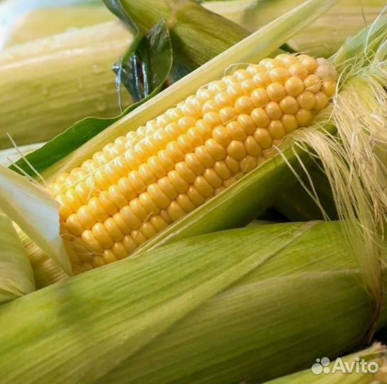 Гибриды кукурузы Пионер П9074