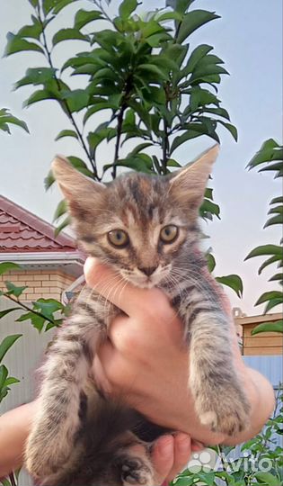 Котята ищут дом