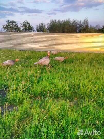 Индюки на племя