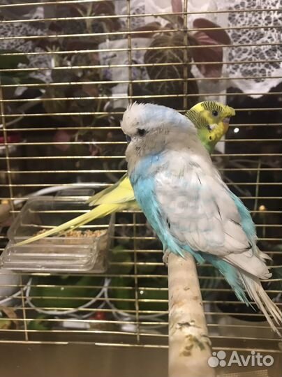 Попугаи ввп +хохлатый