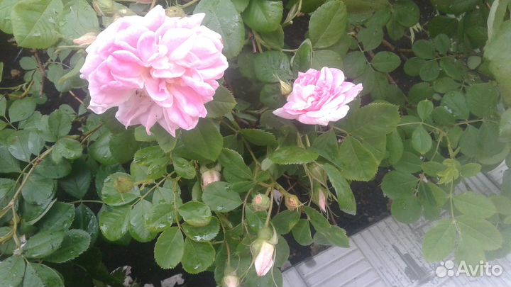 Декоративные кусты