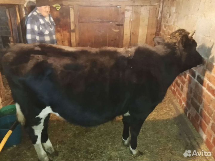 Бычки и телята