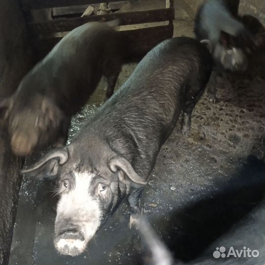 Свинья под покрытие