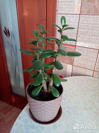 Денежное дерево