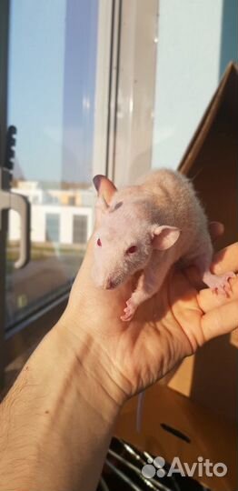 Крыса Фазз Дабл Рекс с клеткой