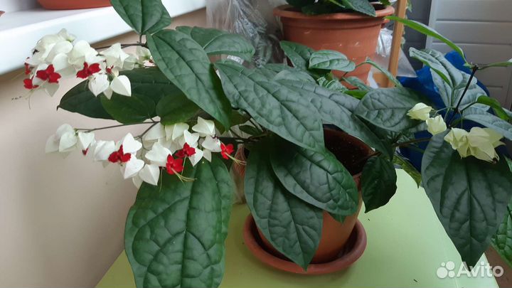 Комнатные цветы