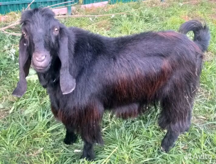 Шами козёл 100