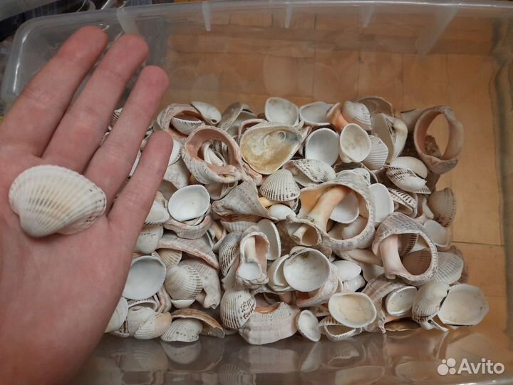 Ракушки для аквариума и поделок