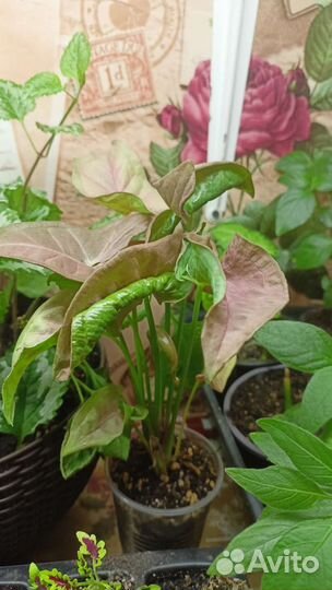 Сингониум разные