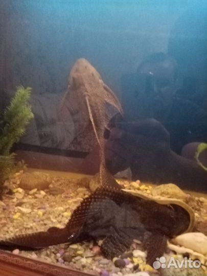 Продам аквариум