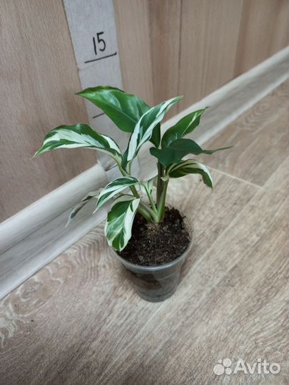 Комнатные растения распродажа