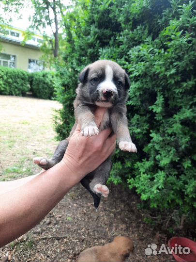 Собака в добрые руки щенок