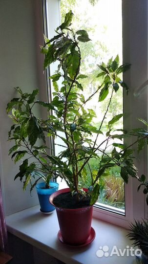 Гибискус китайская роза