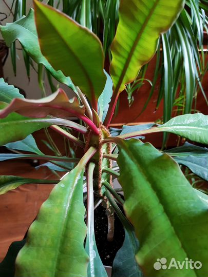 Молочай беложильчатый