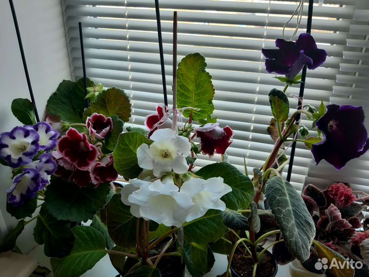 Детки глоксинии