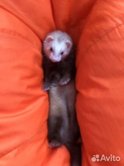 Вязка хорька