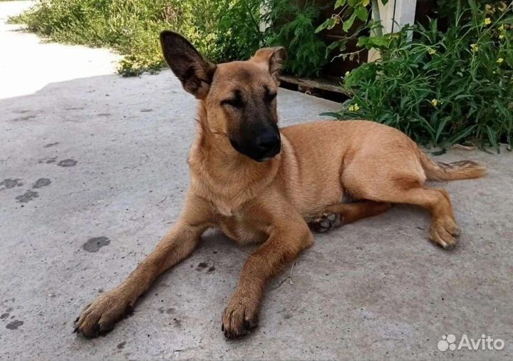 Собачка ищет дом