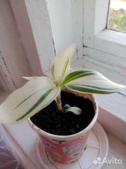 Традесканция белая