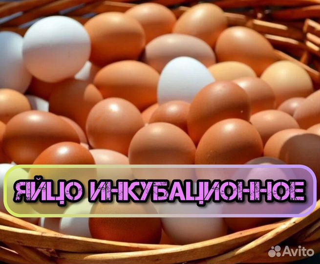 Инкубационное яйцо