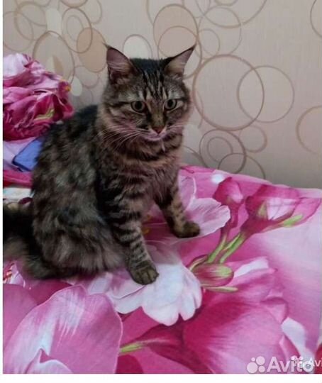 Кошечка милая,добрая душенька ищет дом
