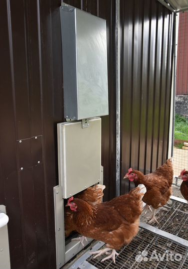 Автоматическая дверца В курятник С фотореле