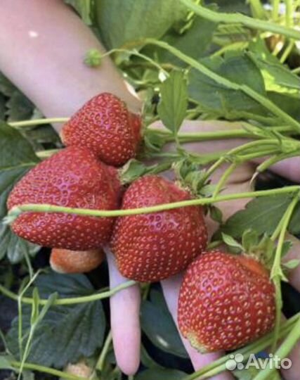 Рассада клубники и клюквы крупноплодной