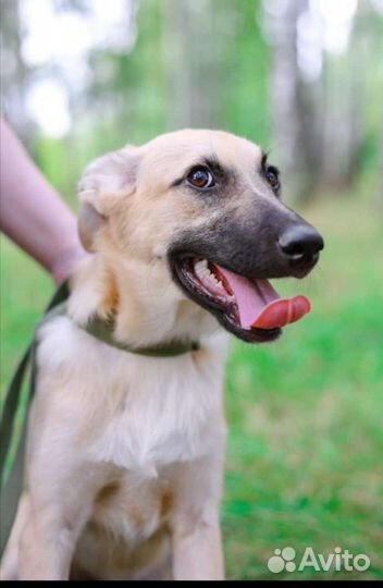 Щенок грустит