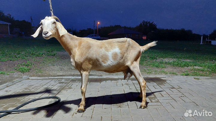 Коза нубийская дойная