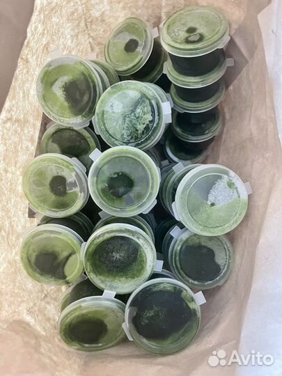 Сок из пророщенных ростков пшеницы